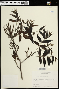 Carya aquatica image