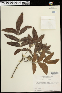 Carya aquatica image