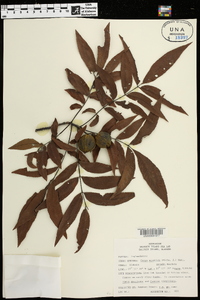 Carya aquatica image