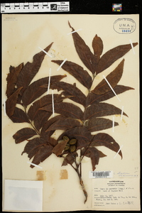 Carya illinoinensis image