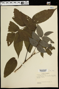 Juglans cinerea image