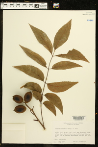 Carya illinoinensis image