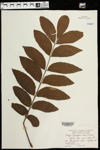 Carya illinoinensis image