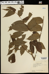 Juglans cinerea image