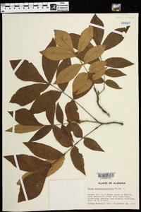 Carya myristiciformis image