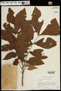 Carya myristiciformis image