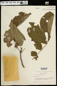 Carya ovalis image