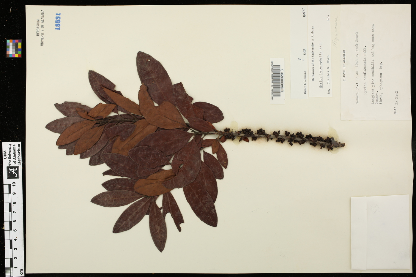 Myrica heterophylla image