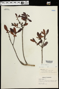 Myrica cerifera image