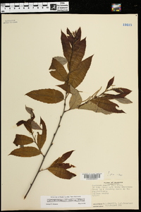 Castanea pumila var. pumila image