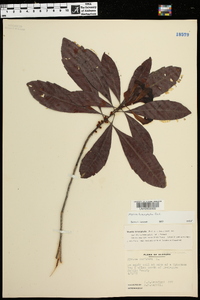 Myrica heterophylla image