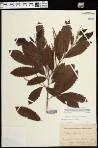 Castanea pumila var. pumila image