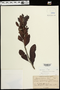 Myrica inodora image