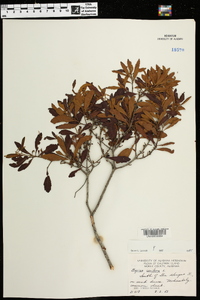 Myrica cerifera image