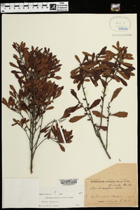 Myrica cerifera image