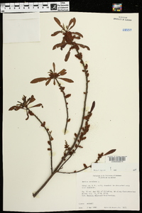 Myrica cerifera image