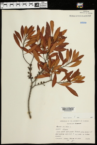 Myrica cerifera image