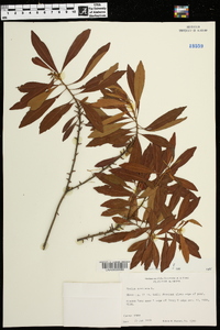 Myrica cerifera image