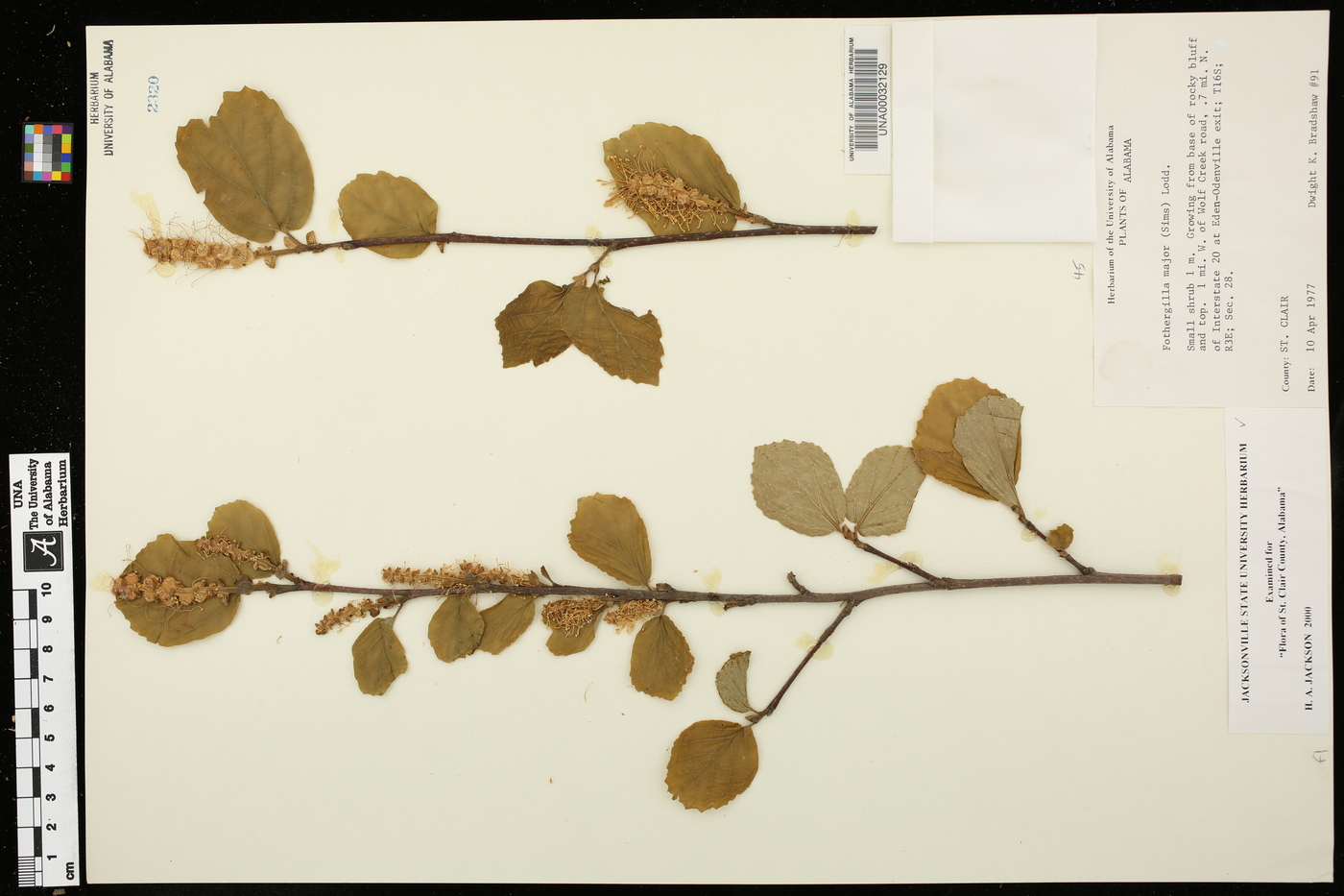 Fothergilla major image