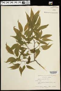 Celtis laevigata image