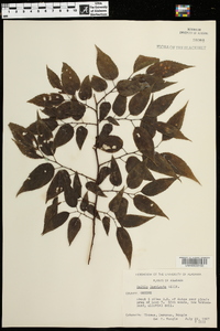 Celtis laevigata image