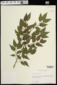 Celtis laevigata image