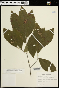 Castanea pumila var. pumila image