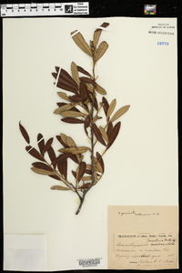 Quercus geminata image