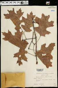 Quercus coccinea var. tuberculata image