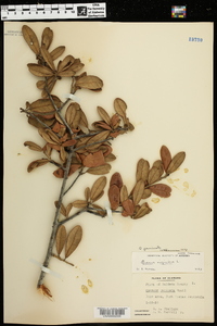 Quercus geminata image