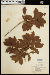 Quercus chapmanii image