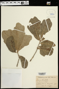 Quercus sinuata image