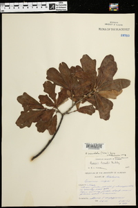 Quercus sinuata image