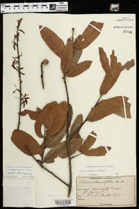 Quercus hemisphaerica image