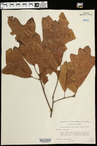 Quercus falcata var. triloba image