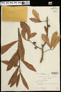 Quercus laurifolia image