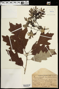 Quercus lyrata image