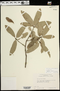 Quercus incana image