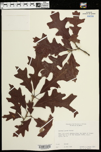 Quercus lyrata image