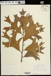 Quercus laevis image