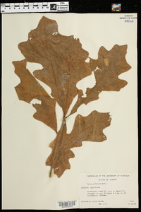 Quercus lyrata image