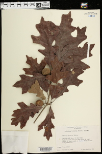 Quercus lyrata image