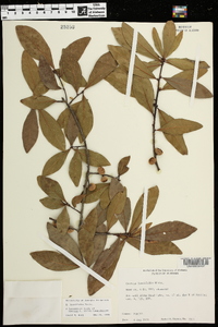 Quercus laurifolia image