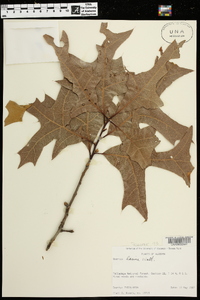 Quercus laevis image