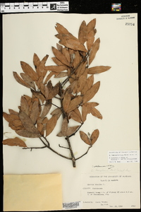 Quercus hemisphaerica image