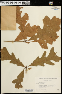 Quercus lyrata image