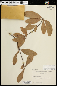 Quercus laurifolia image