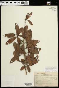 Quercus hemisphaerica image