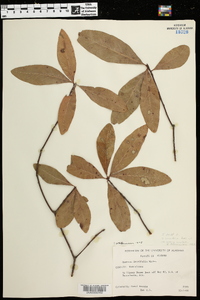 Quercus laurifolia image