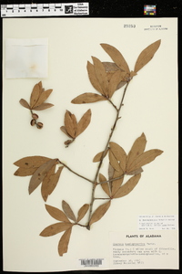 Quercus hemisphaerica image